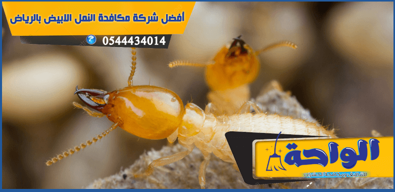 شركة رش مبيدات شمال الرياض